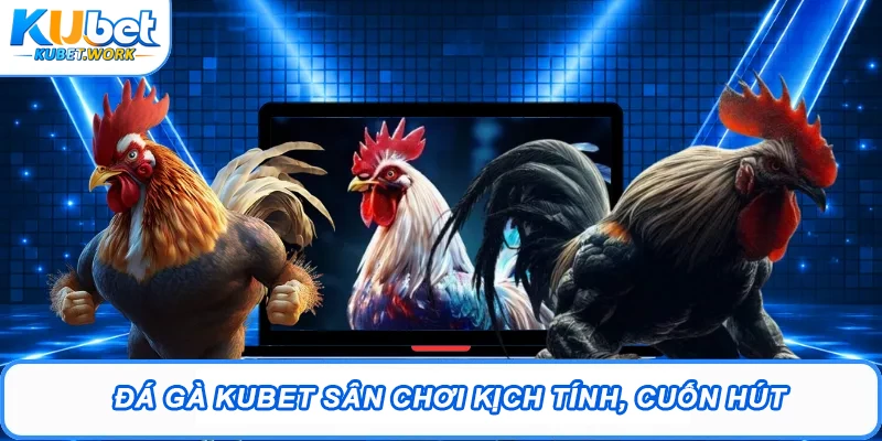 Đá gà Kubet sân chơi kịch tính, cuốn hút