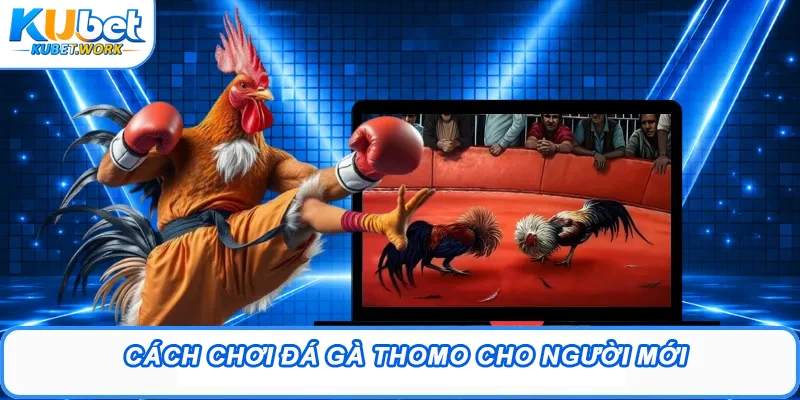 Cách chơi đá gà Thomo cho người mới