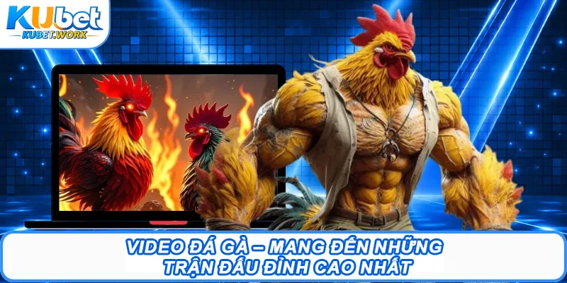 Video Đá Gà – Mang Đến Những Trận Đấu Đỉnh Cao Nhất